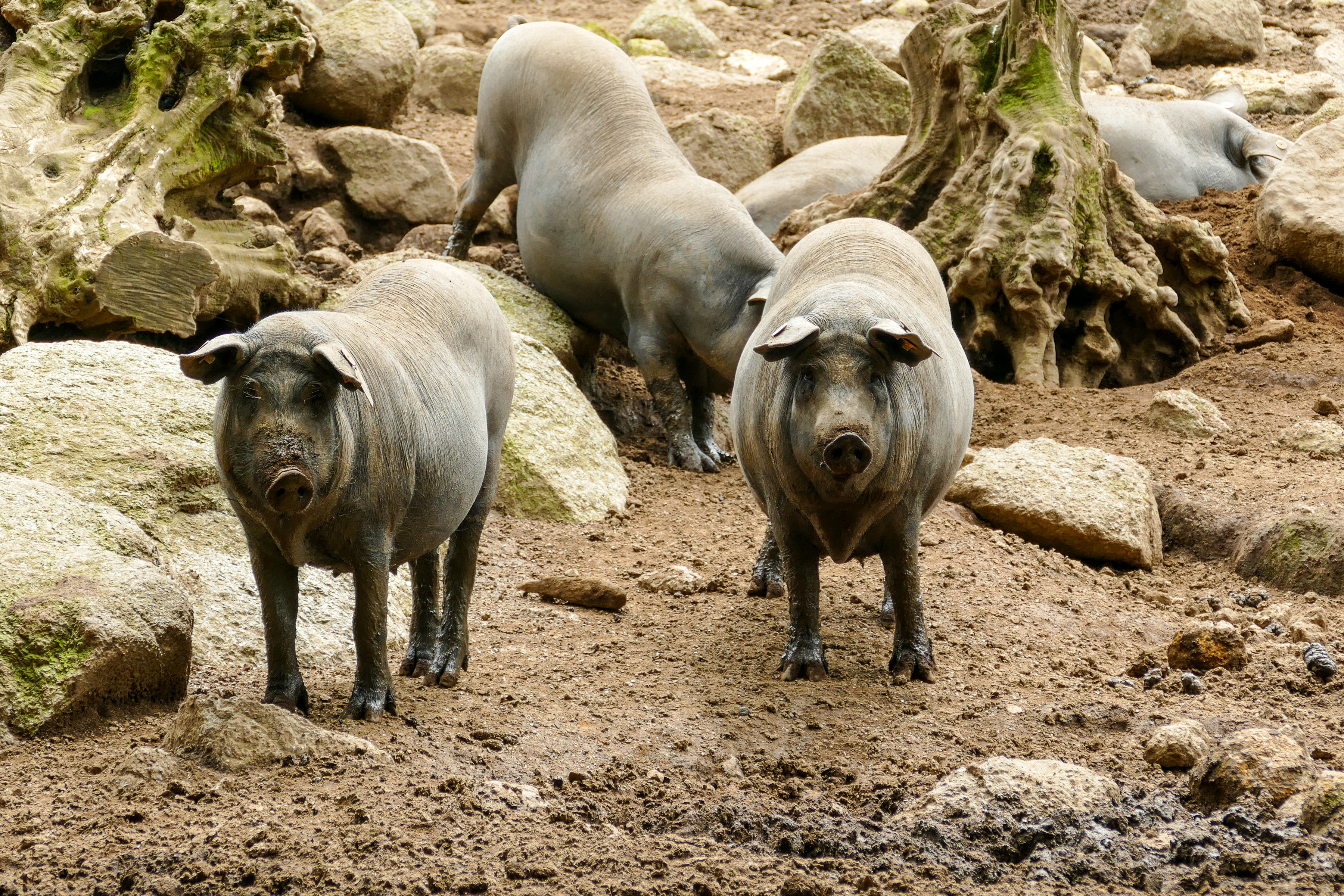"Patta Negra" Serra de Monchique